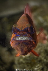 Ring-tailed cardinalfish (Ostorhinchus aureus), male prot... by Oksana Maksymova 